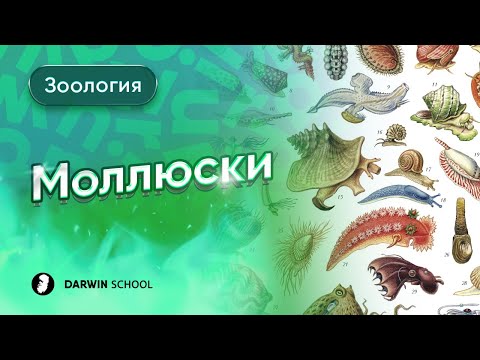 Видео: Тема №8: Моллюски