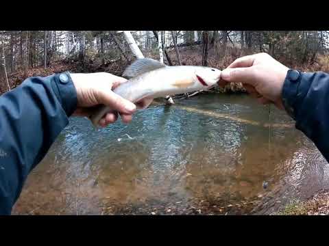 Видео: Рыбалка на хариуса в начале октября, тайга, дорога ужасная, нашли солонцы, прокатились на лесовозе..