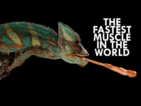 Видео: Хамелеоны: самые сильные ящеры