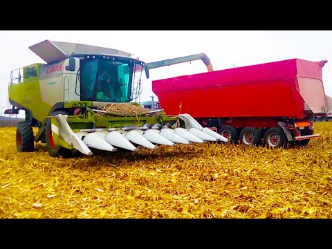 Видео: Уборка кукурузы комбайном CLAAS - 760 с 8 рядковой жаткой