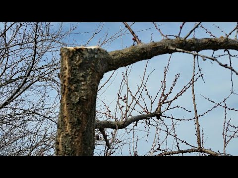 Видео: Рязане върхове на високи дървета Овощарство