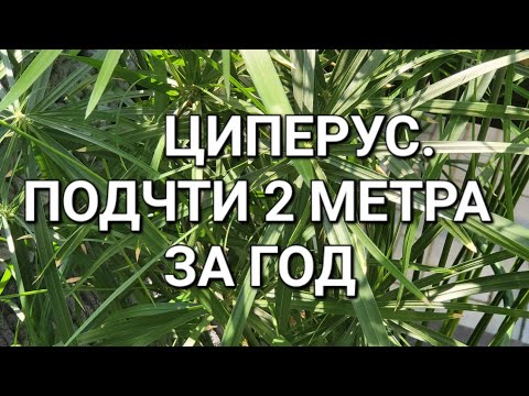 Видео: Циперус спустя год , красивое растение