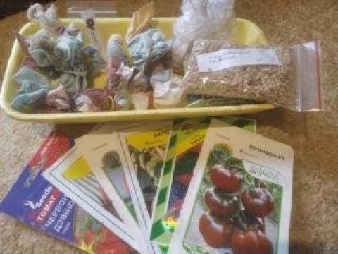 Видео: СІЮ ТІЛЬКИ ЦІ СОРТИ ПОМІДОР БАГАТО РОКІВ,ЩОБ БУТИ З УРОЖАЄМ!!?