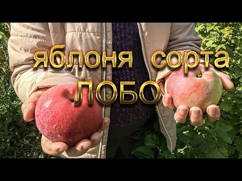 Видео: Яблоки высоких вкусовых качеств, сорт Лобо.