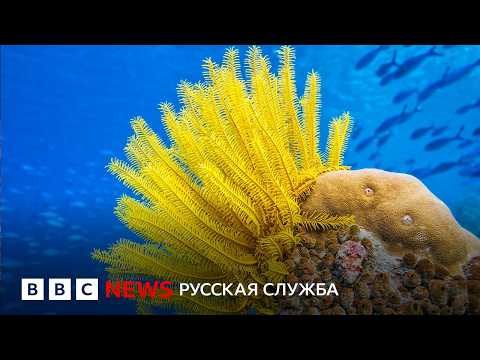 Видео: Невероятные коралловые рифы | Документальный фильм Би-би-си