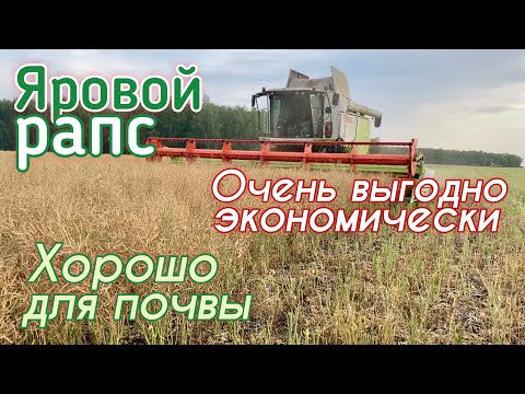 Видео: Особенности выращивания и уборки ярового рапса на полях Августа в Казахстане