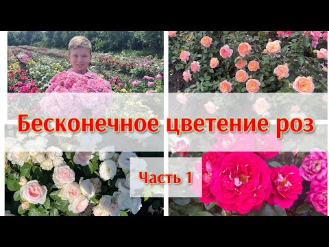 Видео: Бесконечное цветение роз. Часть1