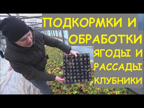 Видео: КЛУБНИКА🍓: ПОДКОРМКИ, ОБРАБОТКИ ЯГОДЫ И РАССАДЫ. В гостях у канала: ЯГОДА И САЖЕНЦЫ ДОНА.