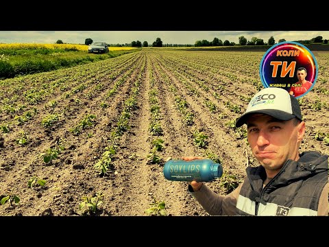 Видео: Соя буде по шию ❗️Стимулятор росту SOYLIPS👍Як перезимувала соя🔥Як спрацювали розпилювачі Ecojet❌