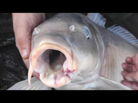 Видео: ОГРОМНЫЕ САЗАНЫ НА БОКОВОЙ КИВОК! ЛОВЛЯ САЗАНОВ НА УДОЧКУ С БОКОВЫМ КИВКОМ рыбалка на карпа.