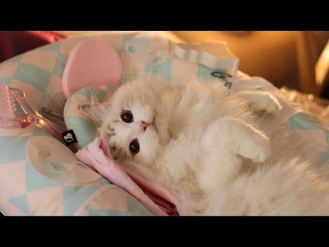 Видео: Роскошный спа для кошек - Часть. 3