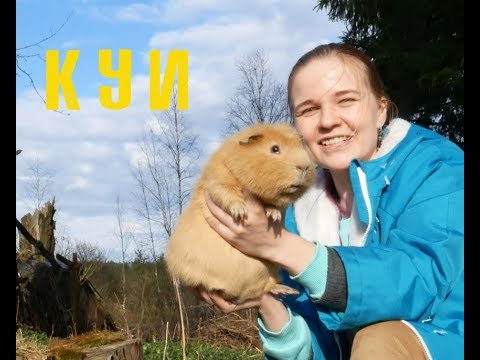 Видео: Куи - свинки-монстры. Giant guinea pigs