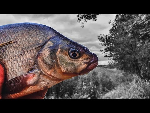 Видео: Ловля леща на фидер осенью. Фидер на реке. Вкусный обед на рыбалке.