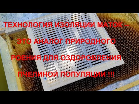 Видео: Ч.3.  КАТАСТРОФА РАЗВИТИЯ КЛЕЩА ВАРРОА В СЕМЬЕ ПЧЁЛ !!! ИЗОЛЯЦИЯ МАТОК --ТЕХНОЛОГИЯ ОЗДОРОВЛЕНИЯ !!!