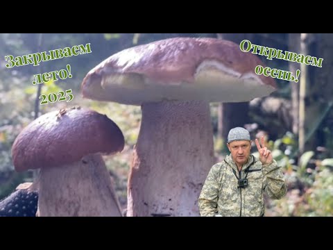 Видео: Белый грибопад. Они везде! Целые поляны! #мавасе #mushroom #грибалка #белыегрибы #грибыленобласть 