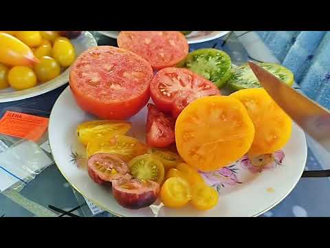 Видео: Обзор томатов по вкусу в разрезе, названия добавлены в описание. Саммер сан- круглый!! Оговорилась!