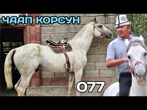 Видео: Ар кандай жыйынга чаап КӨРСҮН анан пулун алам МЕНИН ГАРАНТИЯМ УШУ