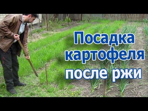 Видео: Посадка картофеля после заделывания ржи в землю (укр.)