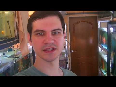 Видео: Секреты разведения Тернеций Гло. На разводне Часть 1