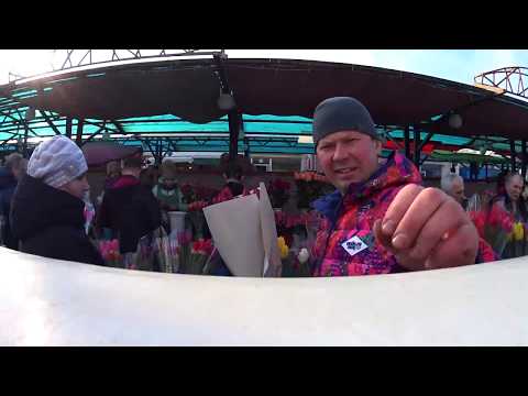 Видео: торговля тюльпанами на 8 марта