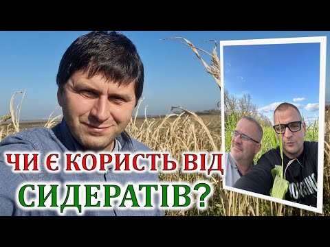 Видео: Чи є користь від сидератів?