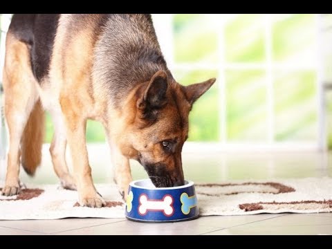 Видео: НЕМЕЦКАЯОВЧАРКА, КОРМЛЕНИЕ ПОСЛЕ РОДОВ...я слуга???!!!