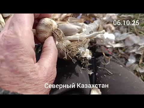 Видео: Сажаю сливы на бугры,чеснок под сливы и воздвигаю между ними  пирамиду.30.09-17.10.25.Сев.Каз