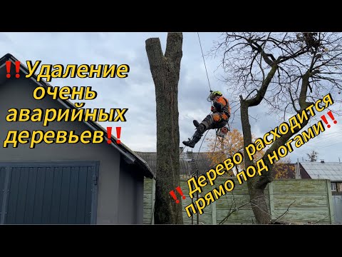 Видео: Арбористика‼️Удаление высоких, аварийных деревьев.Большие завесы макушек и спуск. Работа с автовышки