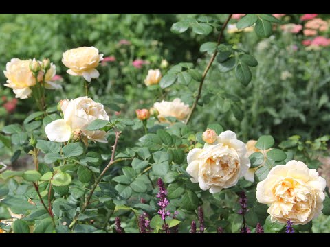 Видео: С праздником, милые дамы! Подкормка молодых роз Сибирского сада.