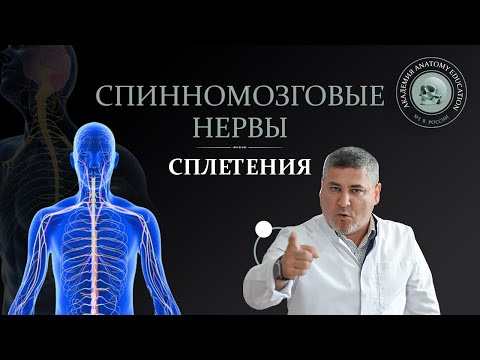 Видео: Спинномозговые нервы. Сплетения / Spinal nerves. Plexuses