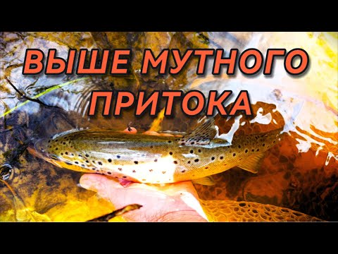 Видео: ВЫШЕ МУТНОГО ПРИТОКА