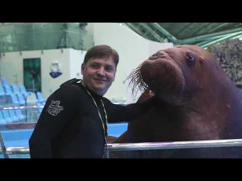 Видео: Миша и его тренеры