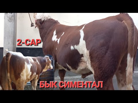 Видео: БУКАХОИ СИМЕНТАЛИ МОЛОЧНАЯ РАДОСТЬ   2 -САР БА ФУРУШ БАРОМАД ТАМОШО КУНЕД