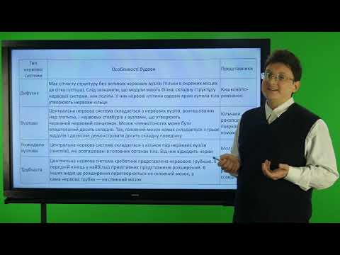 Видео: Біологія. 7 клас. Нервова система