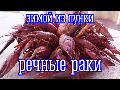Видео: Ловля Речных Раков Зимой