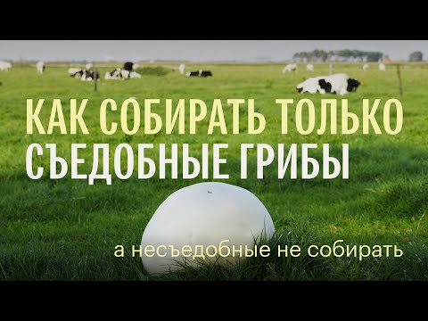 Видео: Для новичков. Как собирать только съедобные грибы. Михаил Вишневский