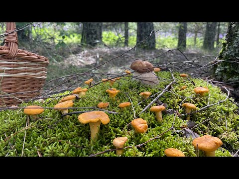 Видео: Грибной сезон 2024!!! От Лисички до Белого гриба!!!