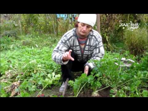 Видео: Корневой сельдерей. Сайт "Садовый мир"