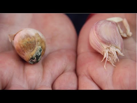 Видео: КАК ПРАВИЛЬНО ПОДГОТОВИТЬ ЯРОВОЙ ЧЕСНОК К ПОСАДКЕ ВЕСНОЙ