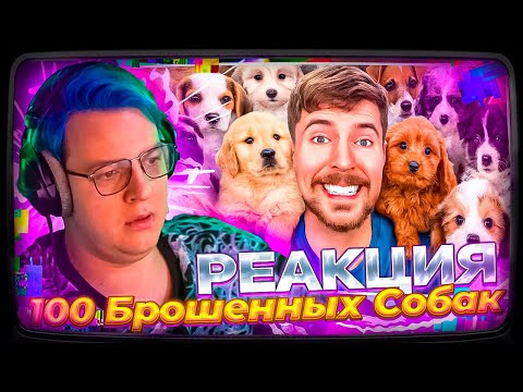 Видео: Пятёрка смотрит Мистер Бист | Я Спас 100 Брошенных Собак!