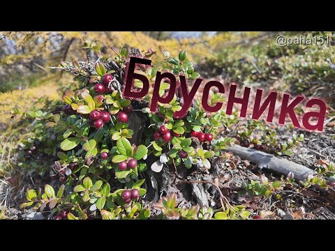 Видео: БРУСНИКА