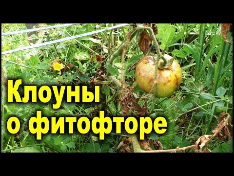 Видео: Ложь про фитофтору, будьте осторожны! Эти советы "умников" не помогут!