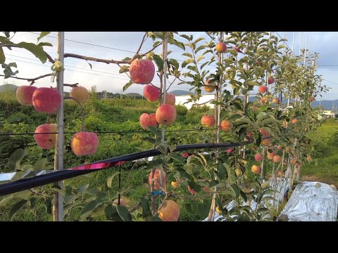 Видео: #ФруктовыйСад