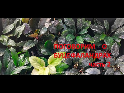 Видео: Поговорим о буцефаландрах ч.2