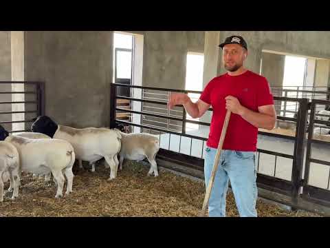 Видео: Немного о Дорперах и ценовой политике #георгиевскийдорпер #dorper #дорпер #farming #овцы #вівці