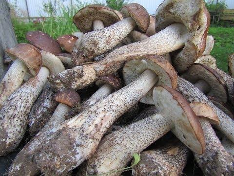 Видео: Тихая охота 2018 . Я был в шоке от увиденного!