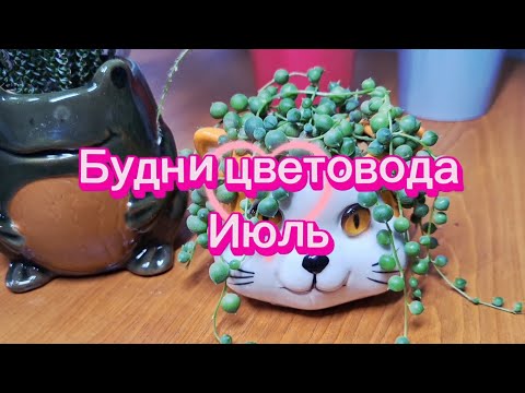 Видео: Будни цветовода. Июль