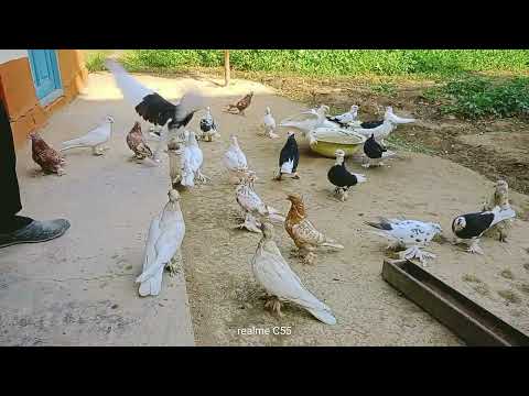 Видео: АСАКА МУХИДИНХОЖИ ТОГИНИ ХОНАДОНИДАН.+998-94-568-60-64