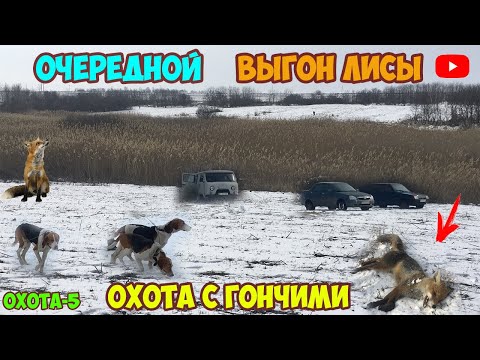 Видео: ОХОТА В КОМЫШЕ С РУССКИМИ ПЕГИМИ | ТАКОГО ГОНА Я ЕЩЕ НЕ ВИДЕЛ | ОТЛИЧНАЯ РАБОТА ГОНЧИХ ЛЮТАЯ СХВАТКА