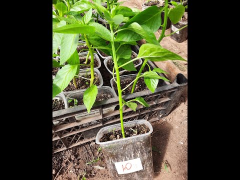 Видео: Посадка перца в теплицу🌱🌱🌱